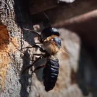 Asiatische Mörtelbiene (Megachile sculpturalis )