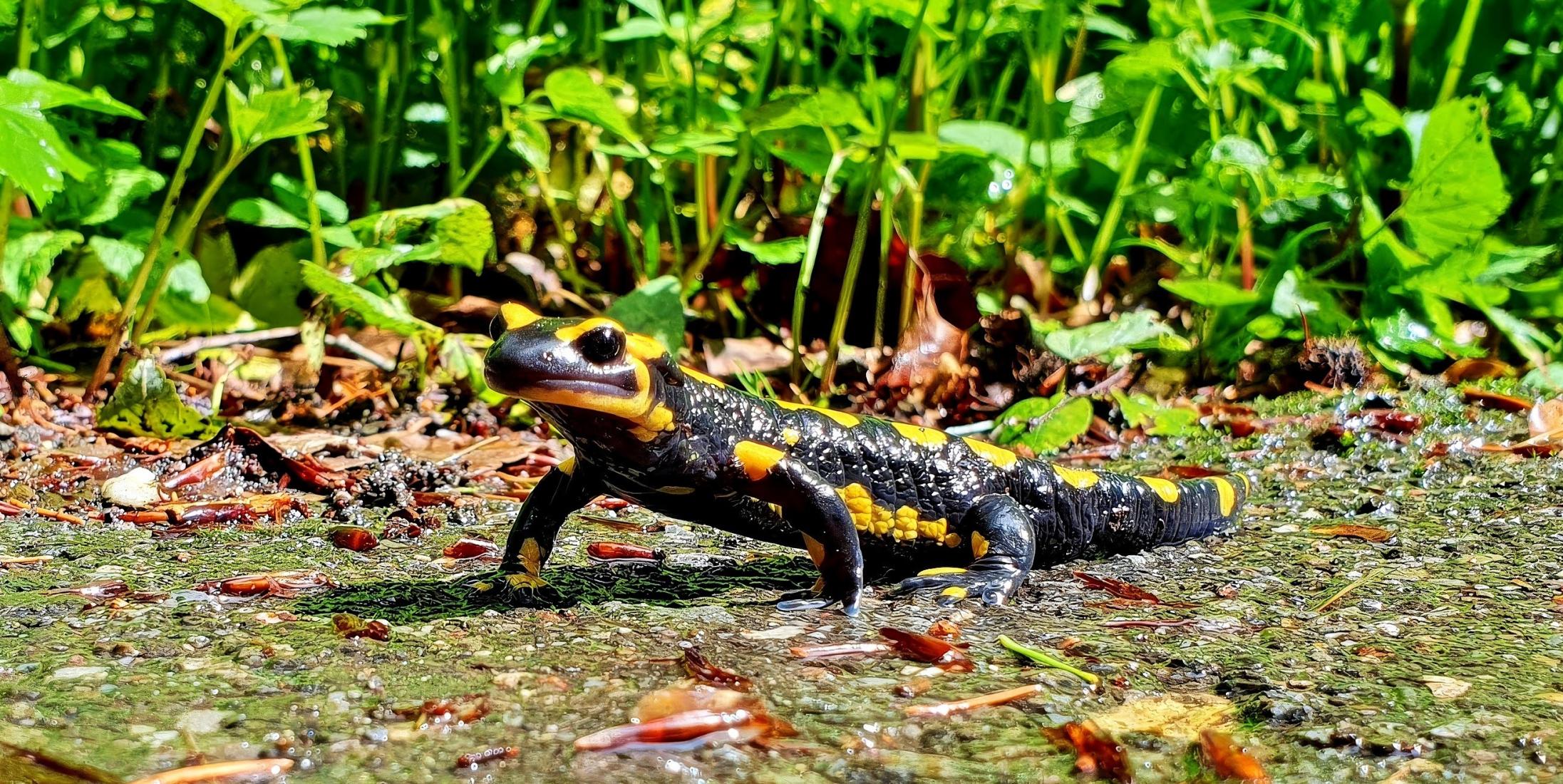 Feuersalamander 