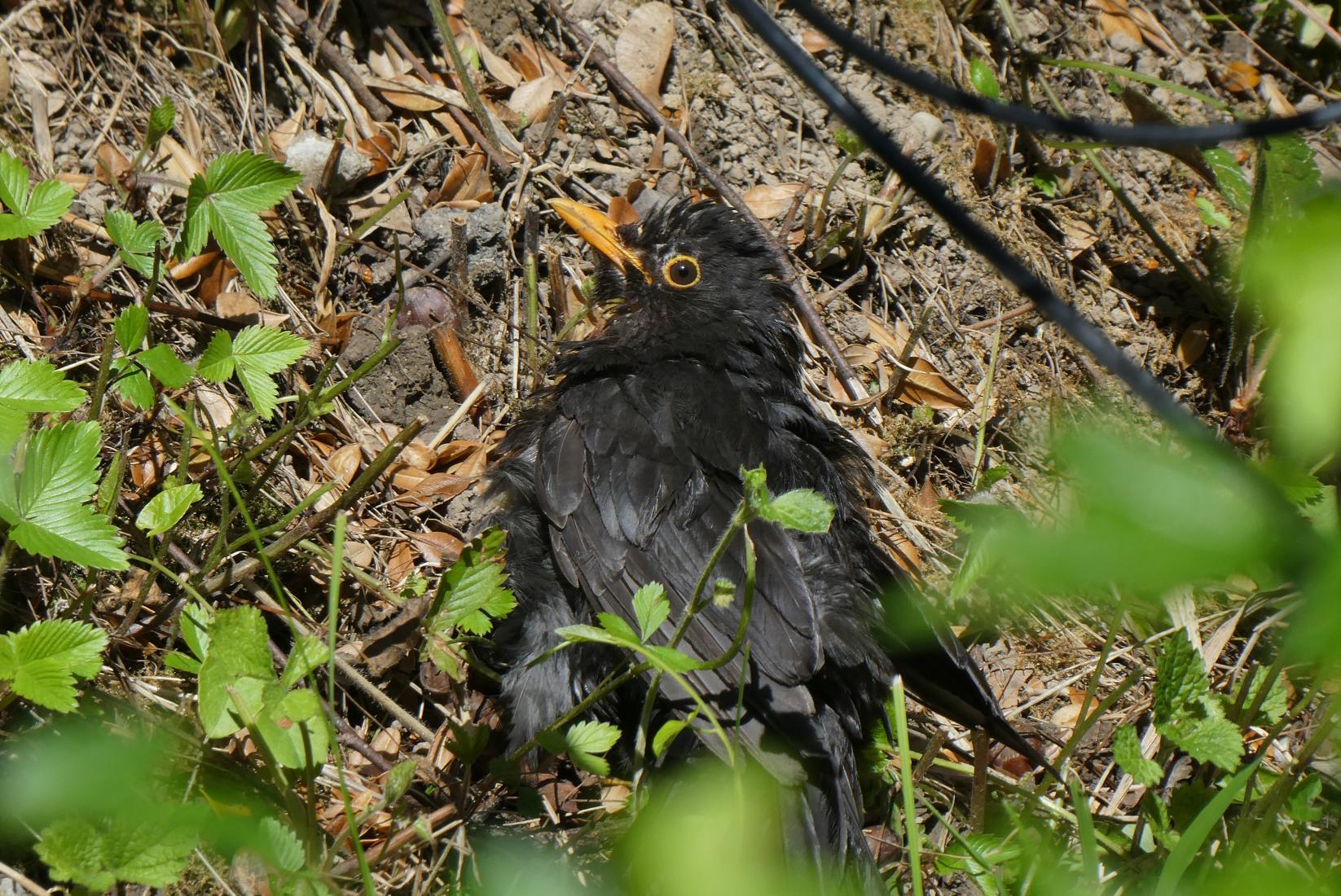 Amsel