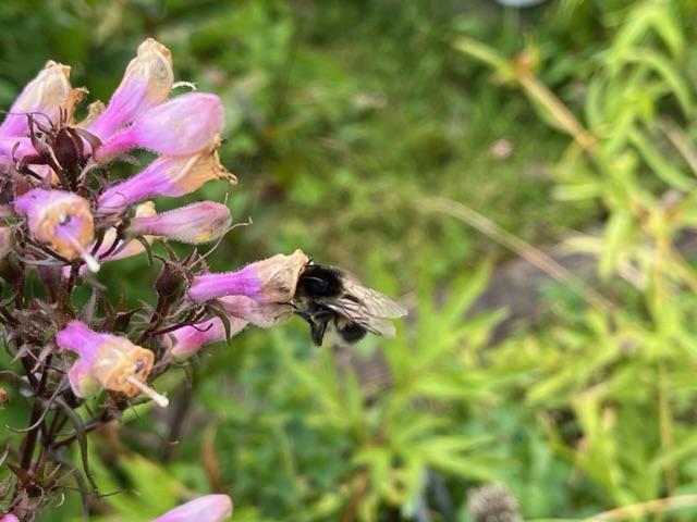 Bombus subterraneus