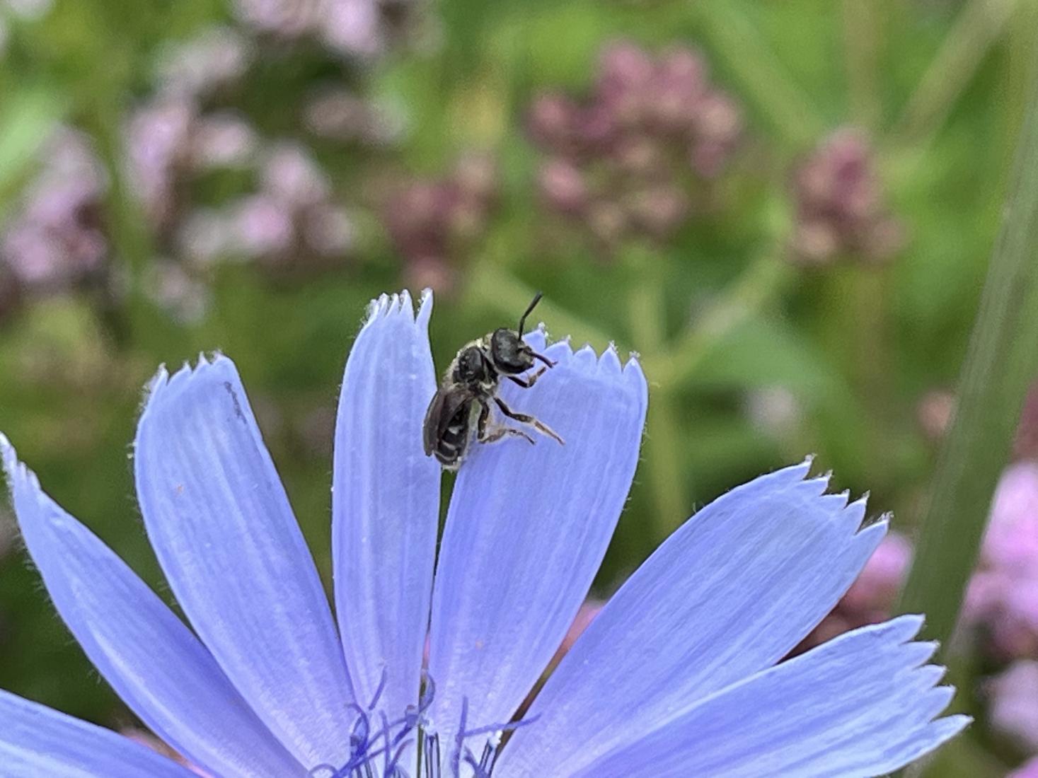 Gemeine Furchenbiene 