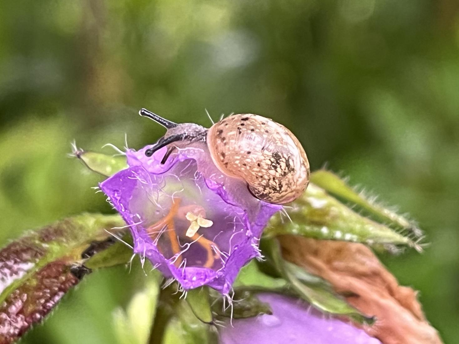 Gefleckte Weinbergschnecke