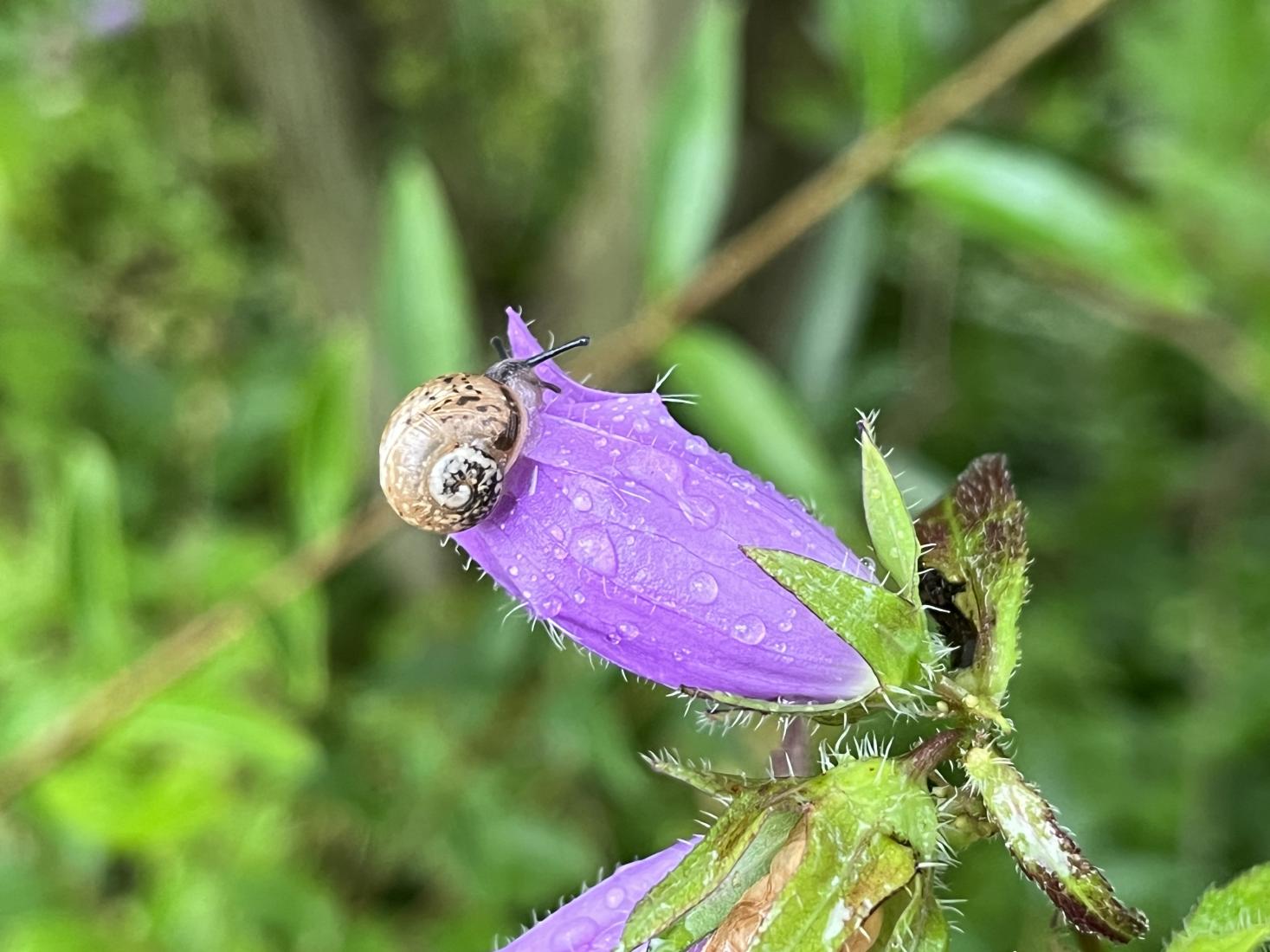 Gefleckte Weinbergschnecke