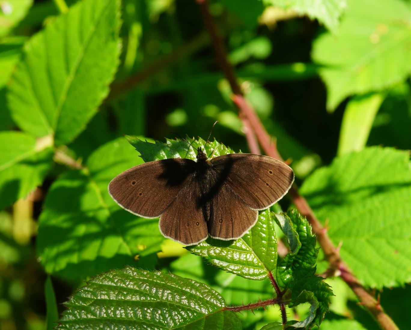 Dunkler Waldvogel