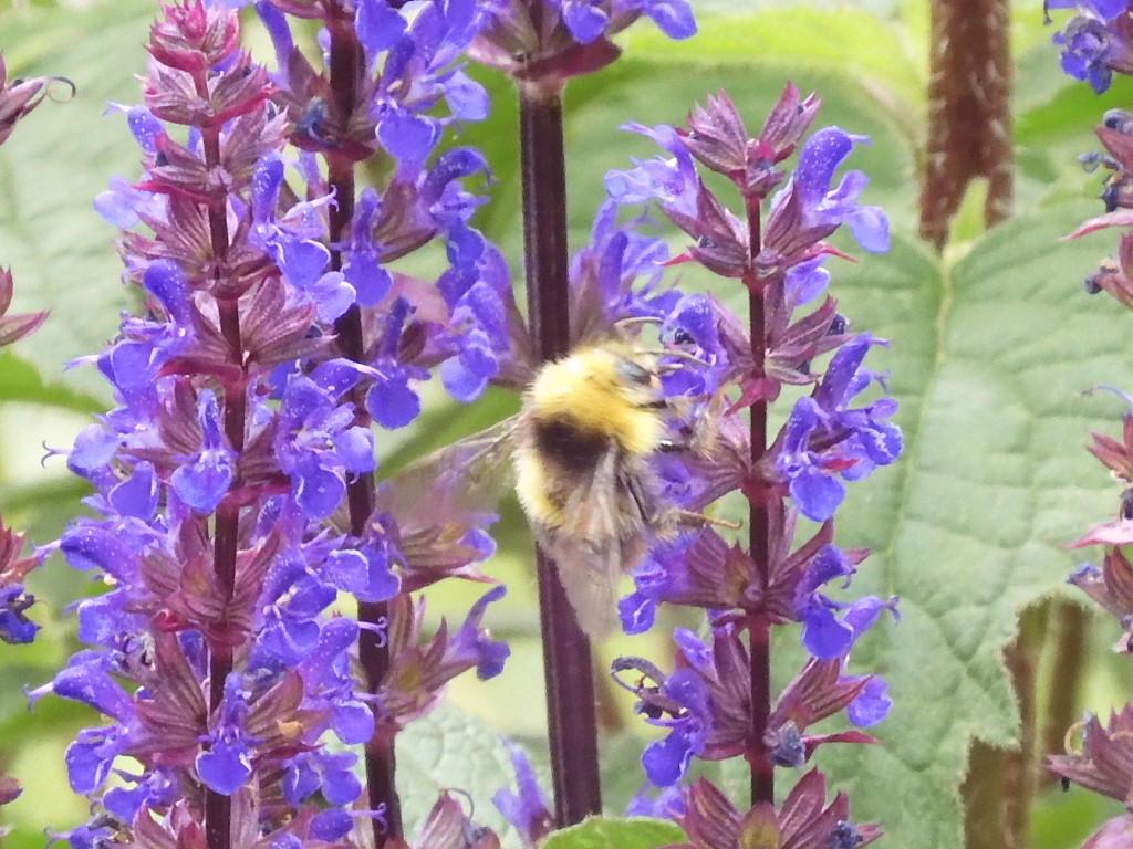 Wiesenhummel