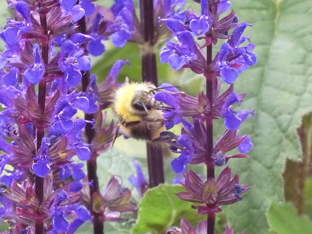 Wiesenhummel