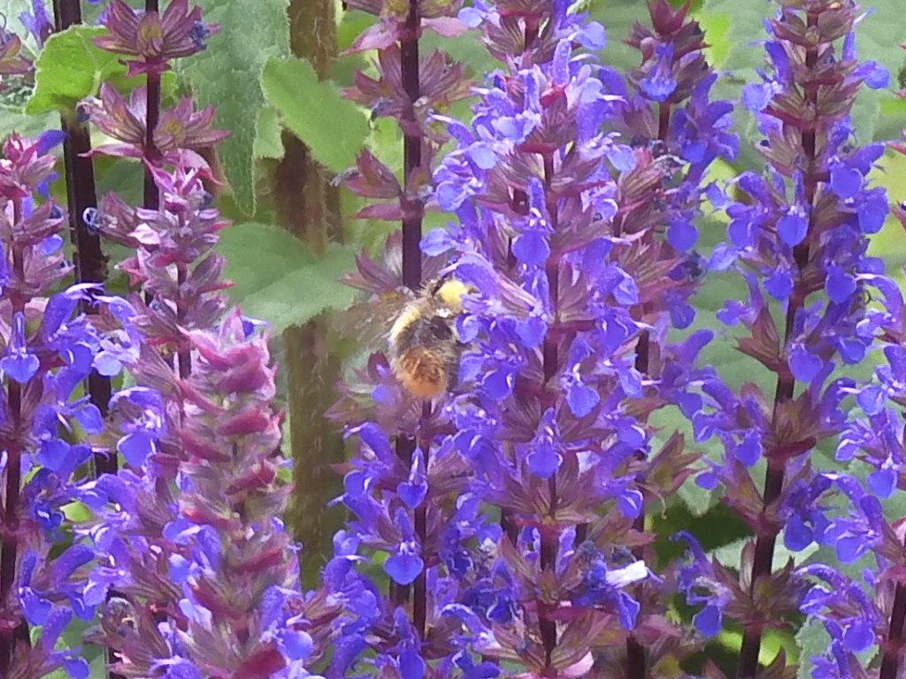 Wiesenhummel