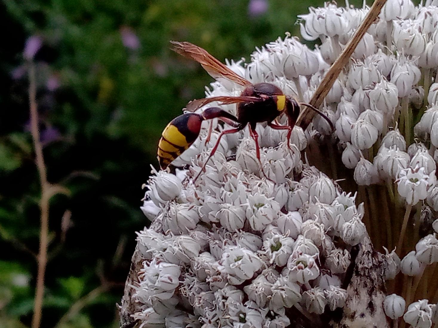 Große Lehmwespe (Delta unguiculata)