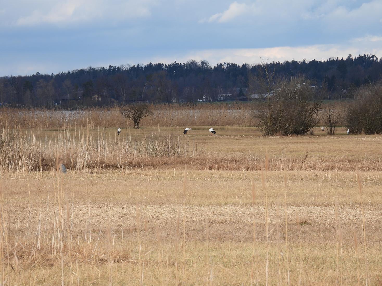 Weissstorch