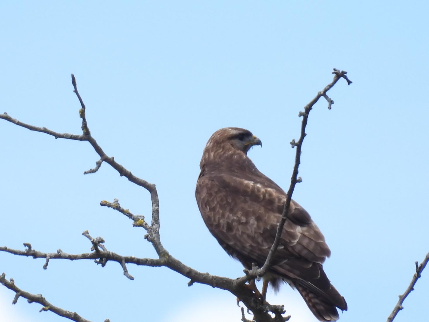 Mäusebussard