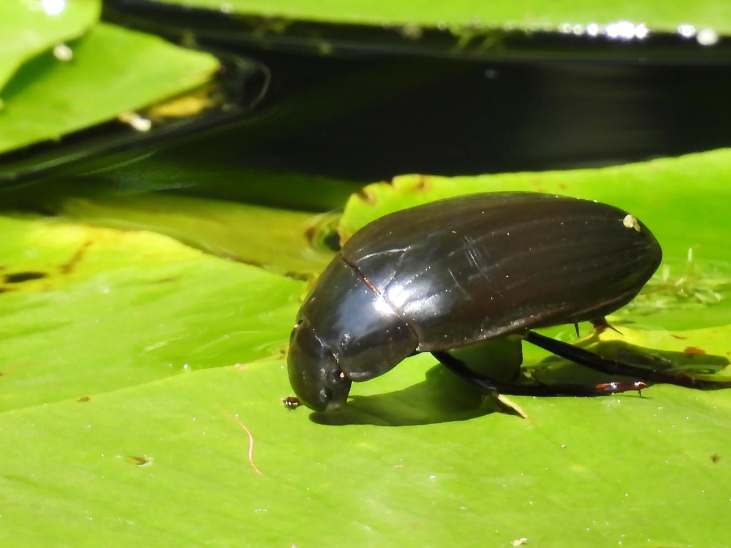 Teichkäfer