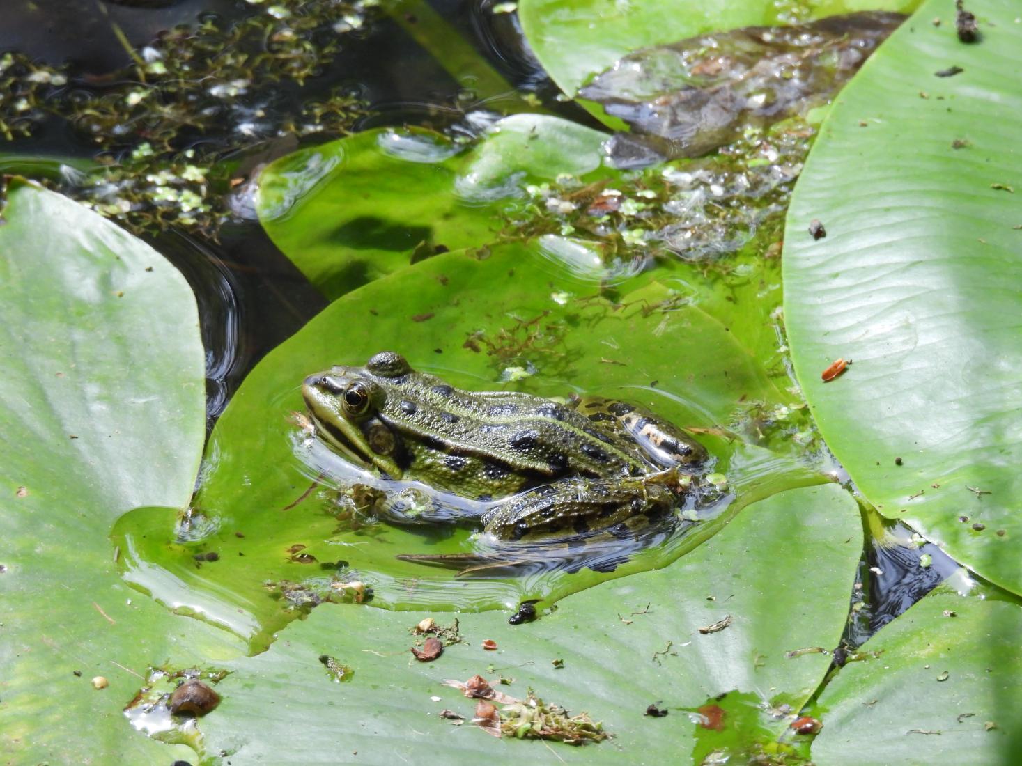 Wasserfrosch