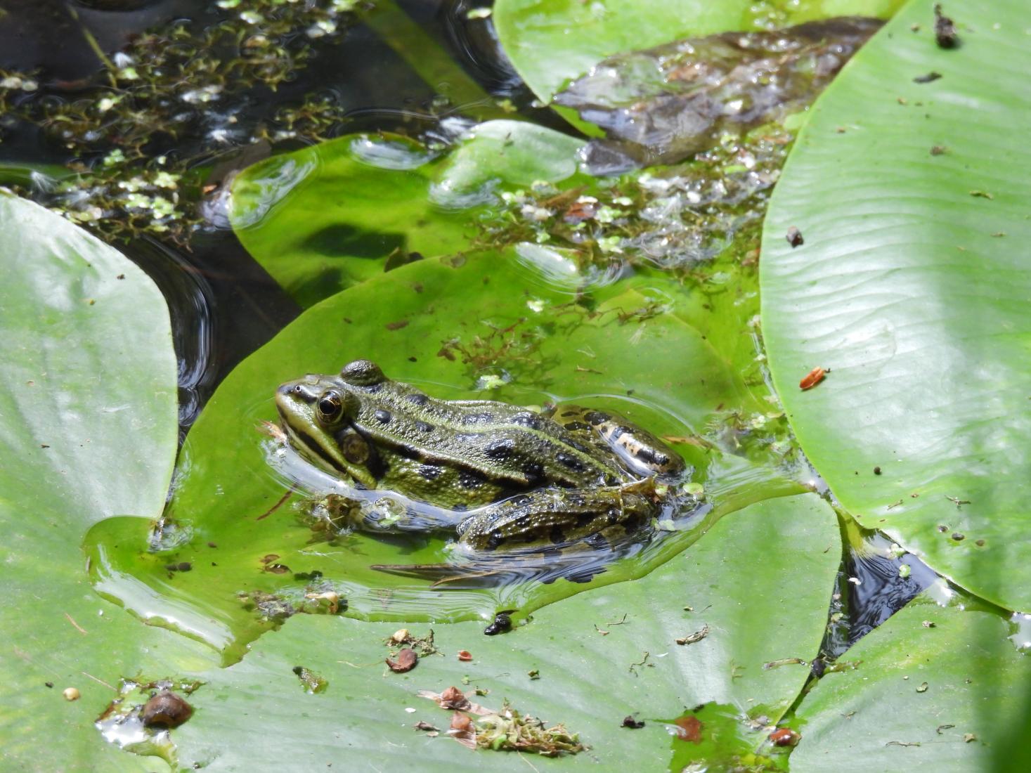 Wasserfrosch