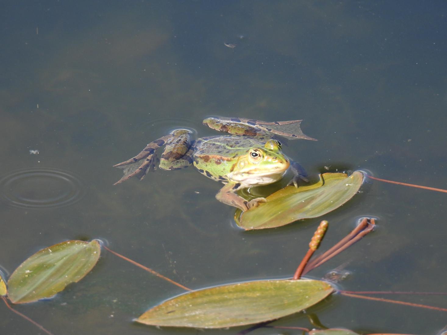 Wasserfrosch