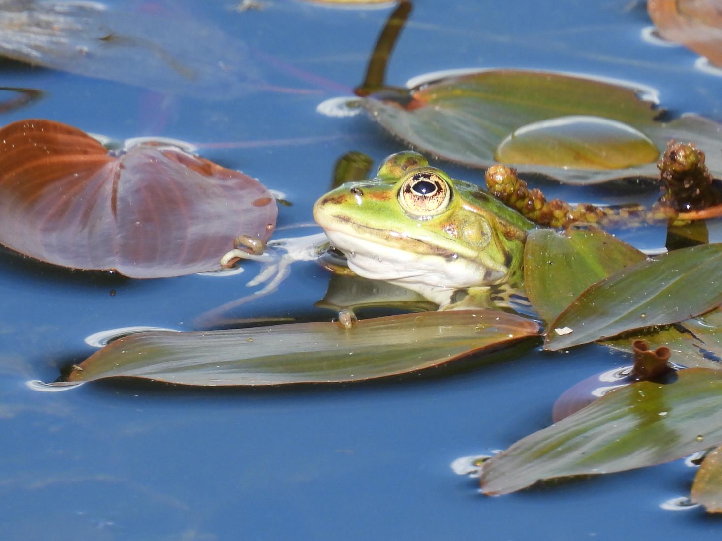 Wasserfrosch