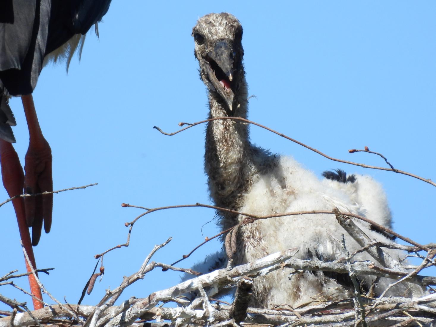 Weissstorch