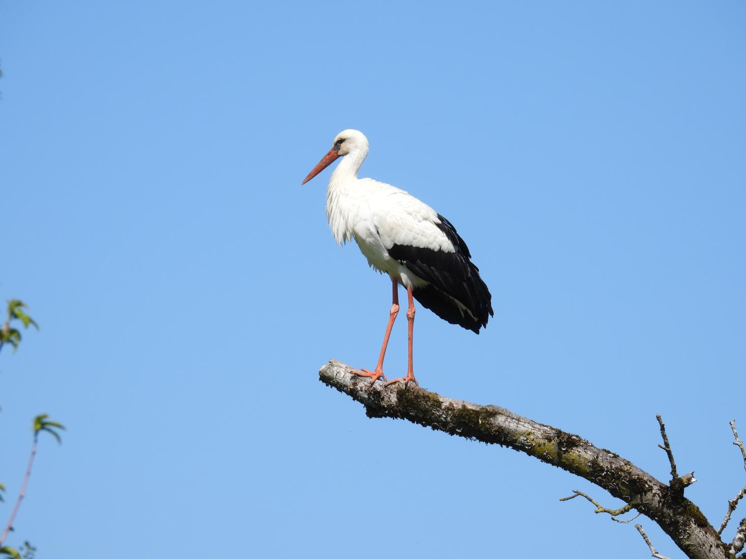 Weissstorch