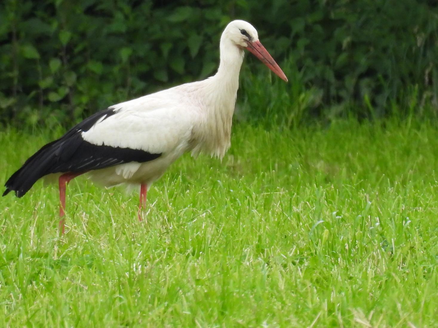 Weissstorch