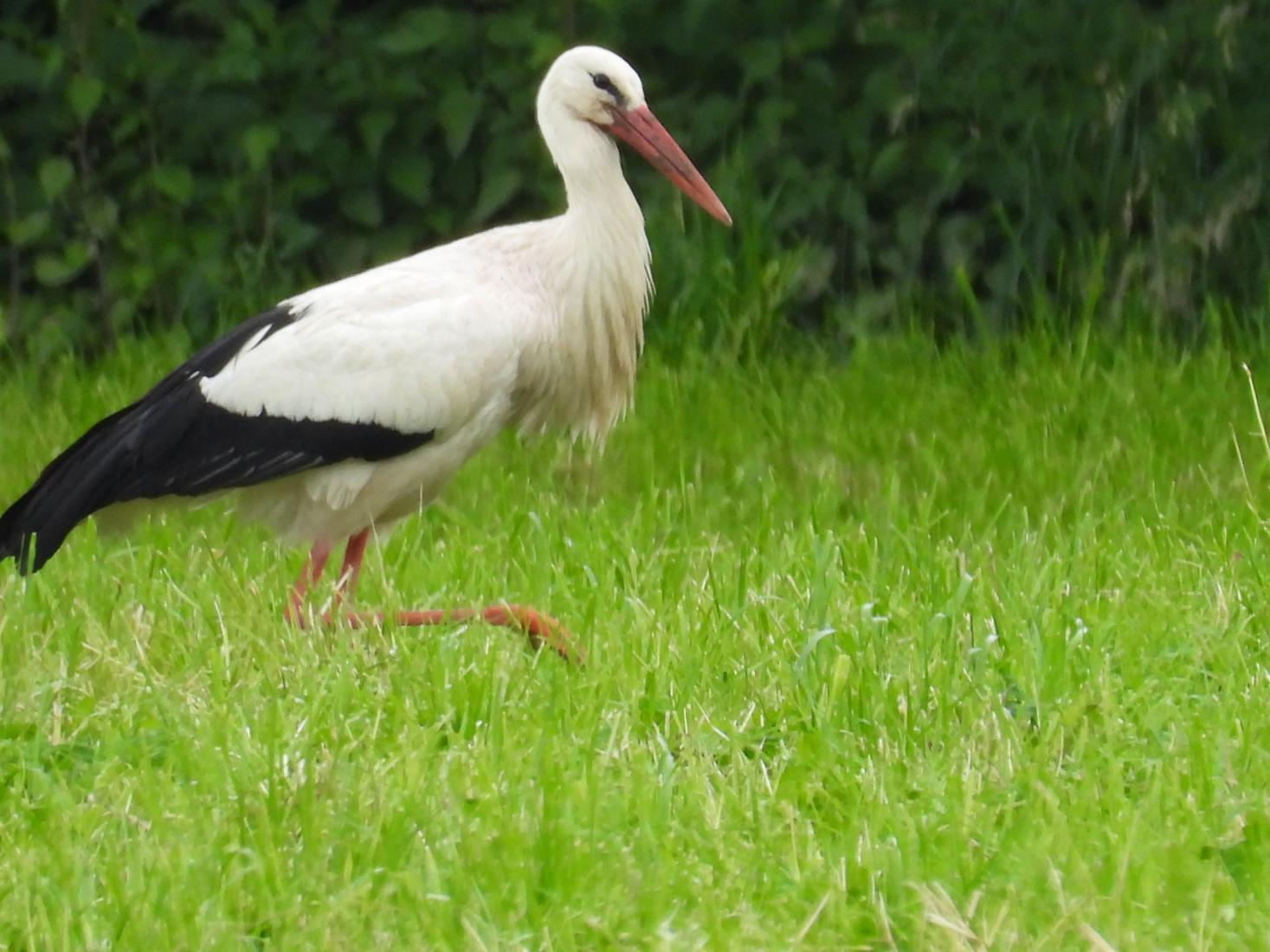 Weissstorch