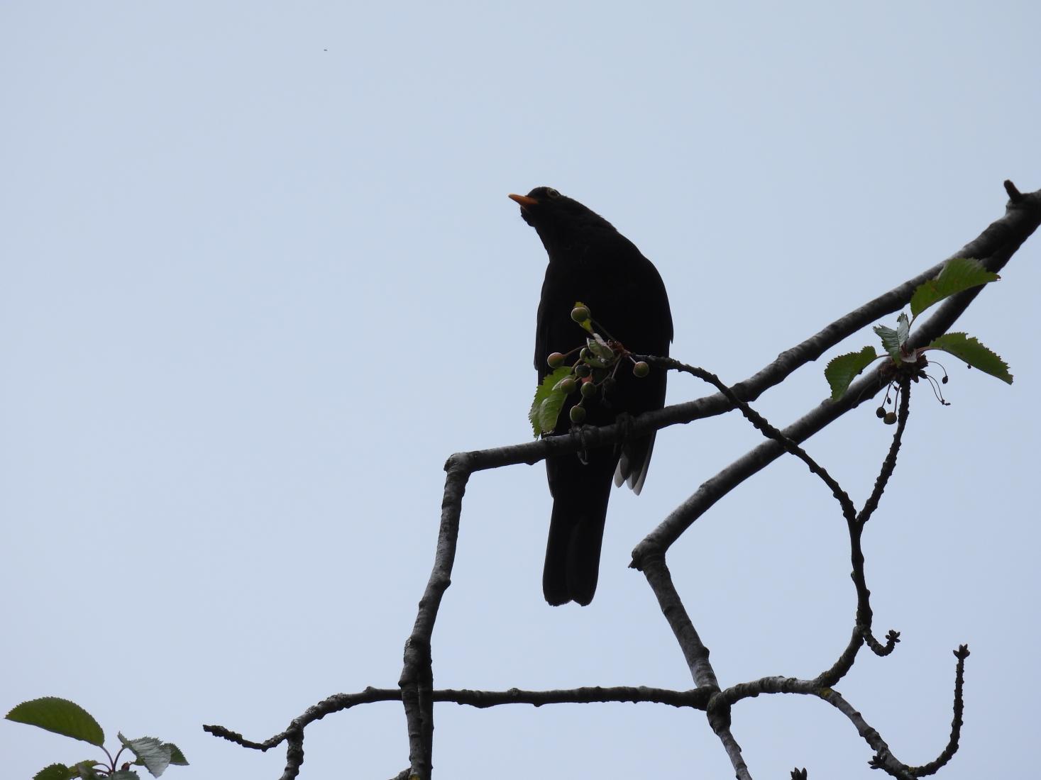 Amsel