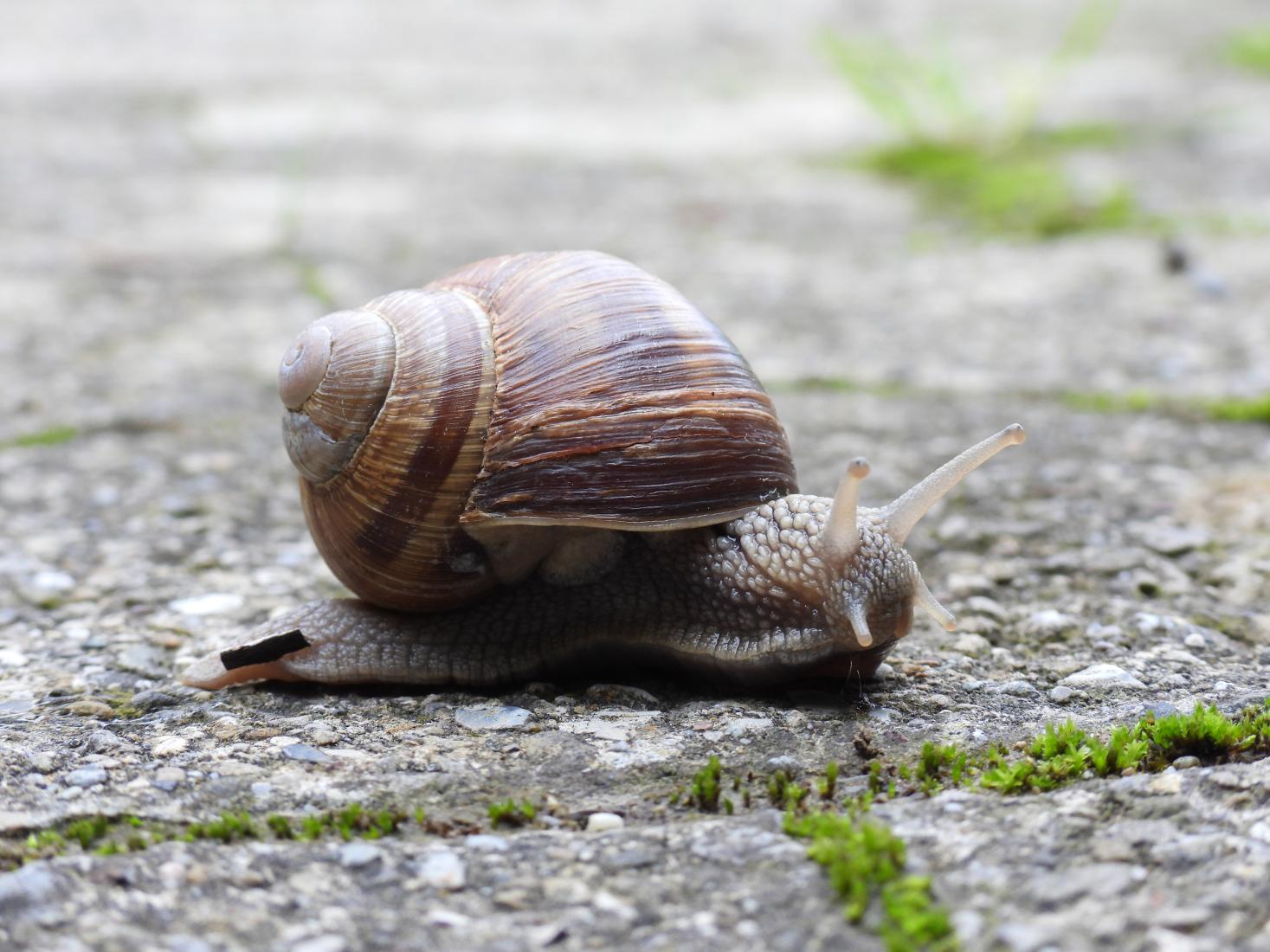 Weinbergschnecke