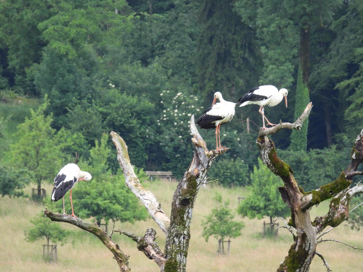 Weissstorch