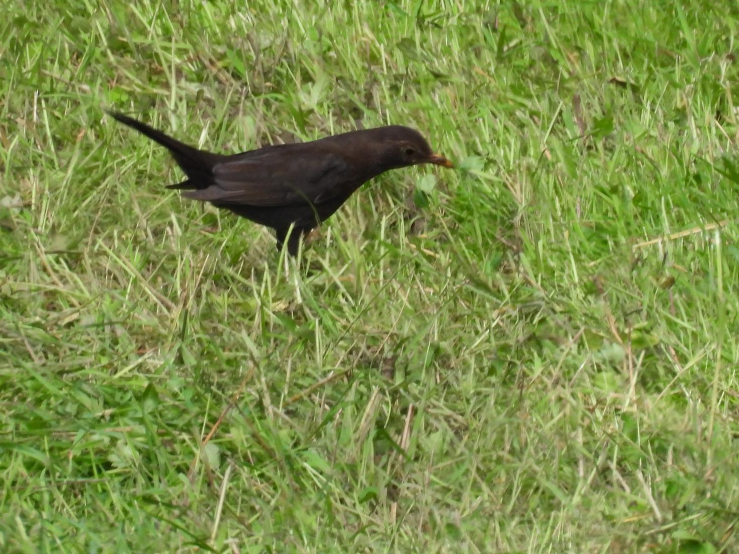 Amsel