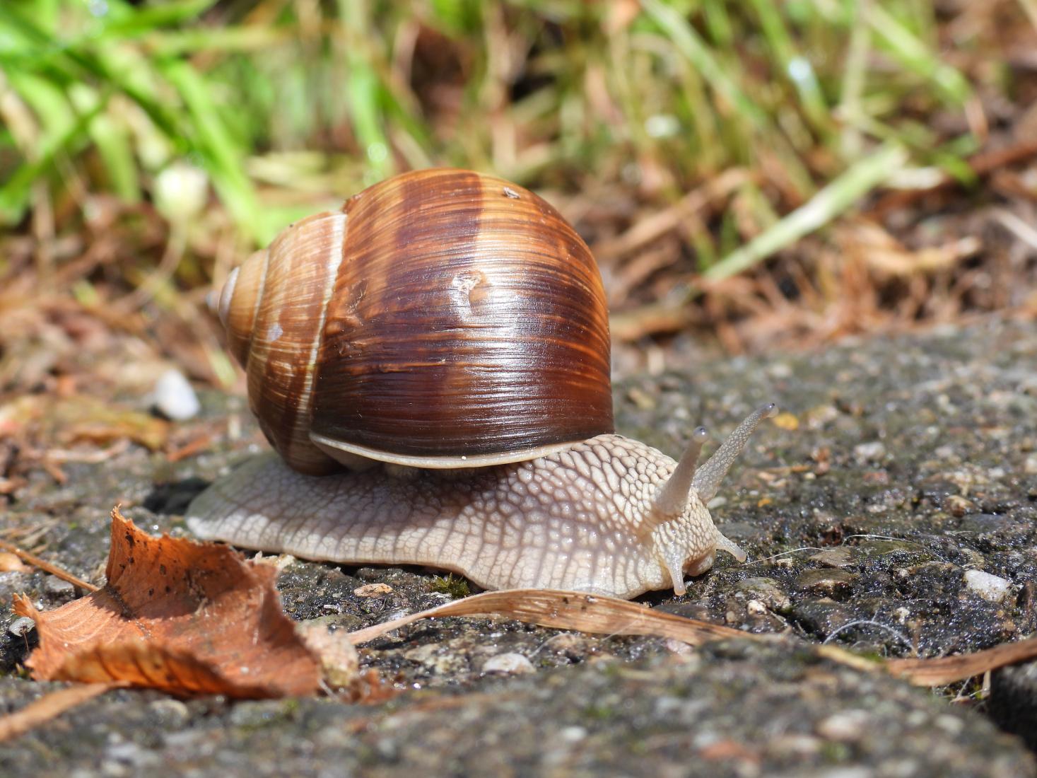 Weinbergschnecke