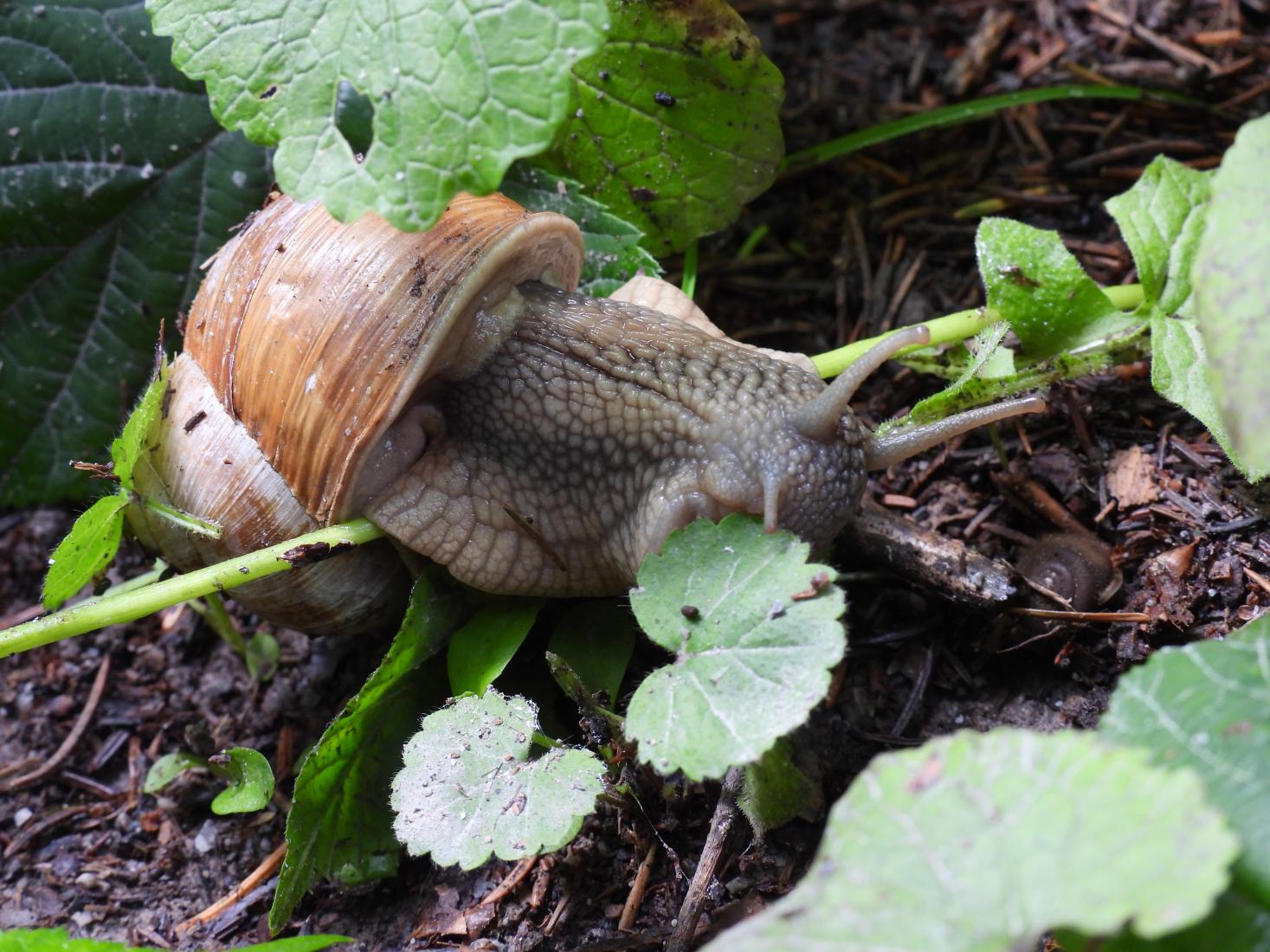 Weinbergschnecke