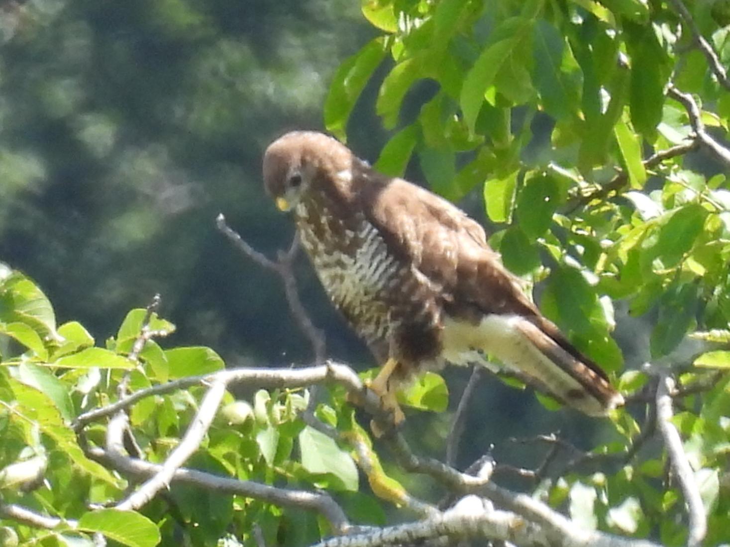 Mäusebussard