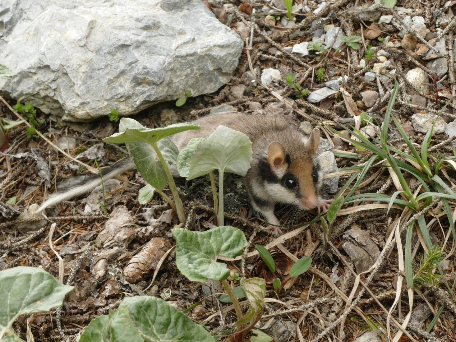 Gartenschläfer