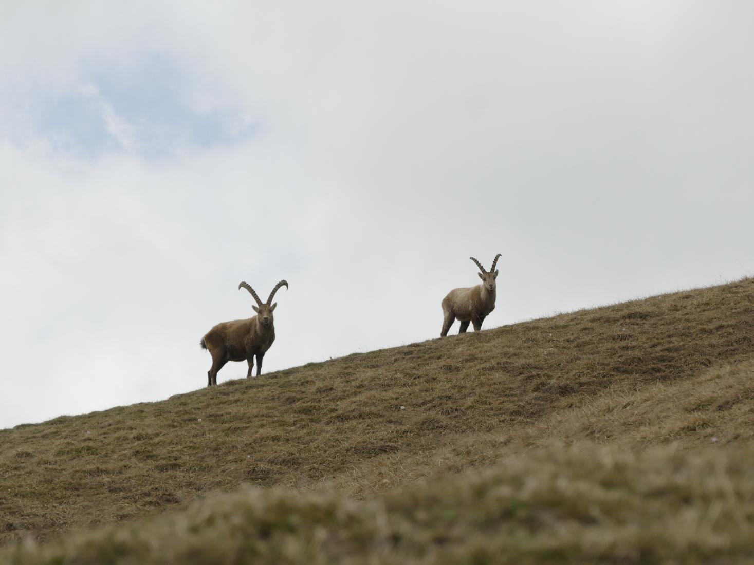 Steinbock