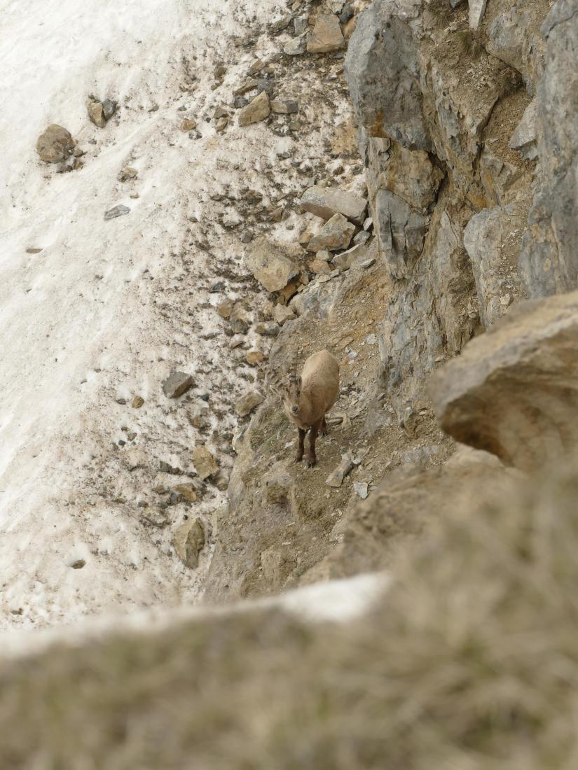 Steinbock