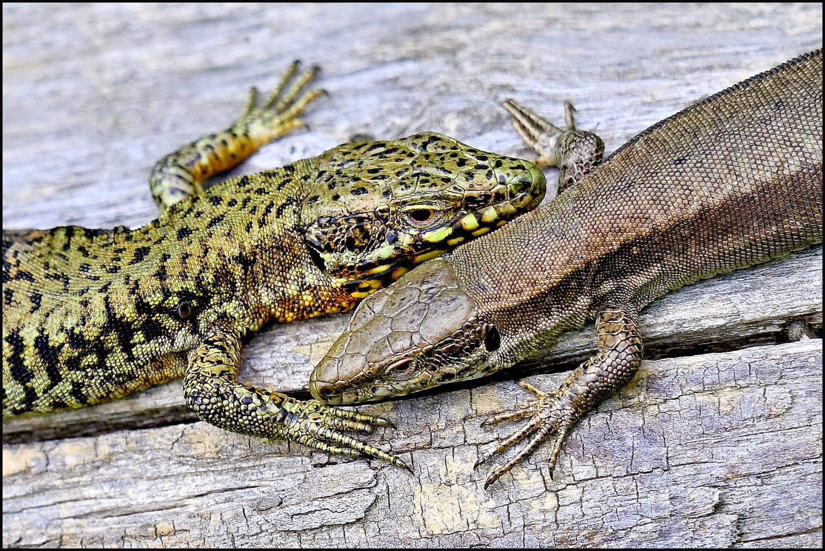 Lézard