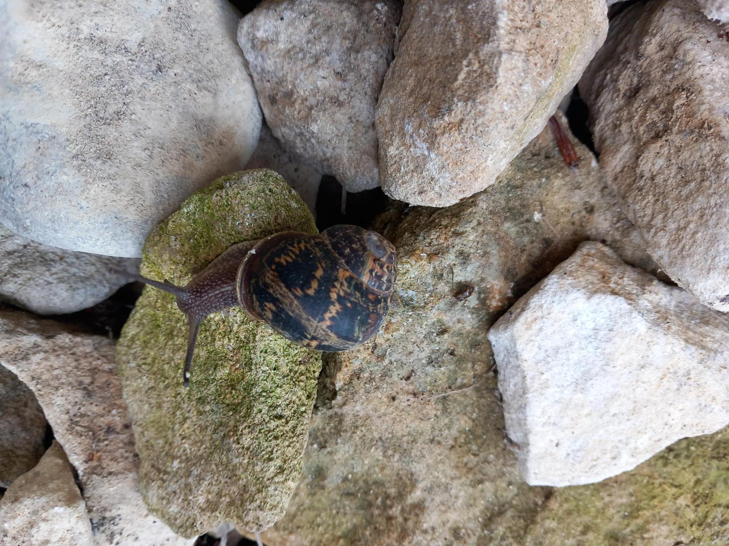 Gefleckte Weinbergschnecke