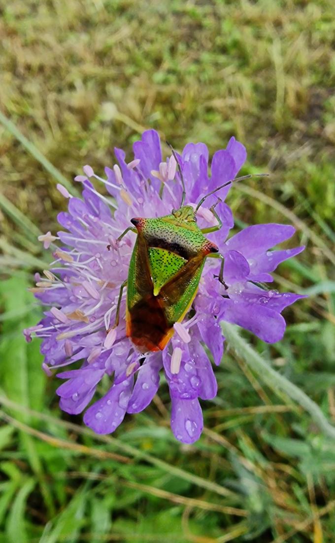 Familie Acanthosoma?