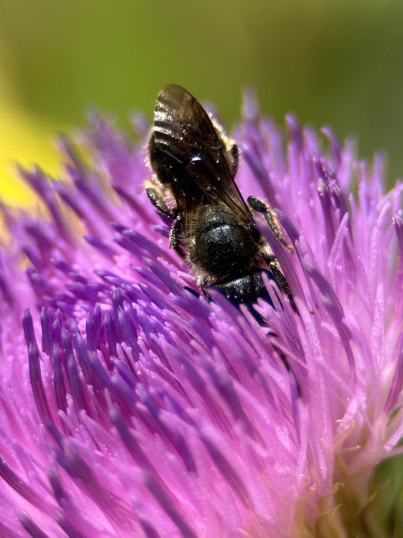 Distel-Mauerbiene