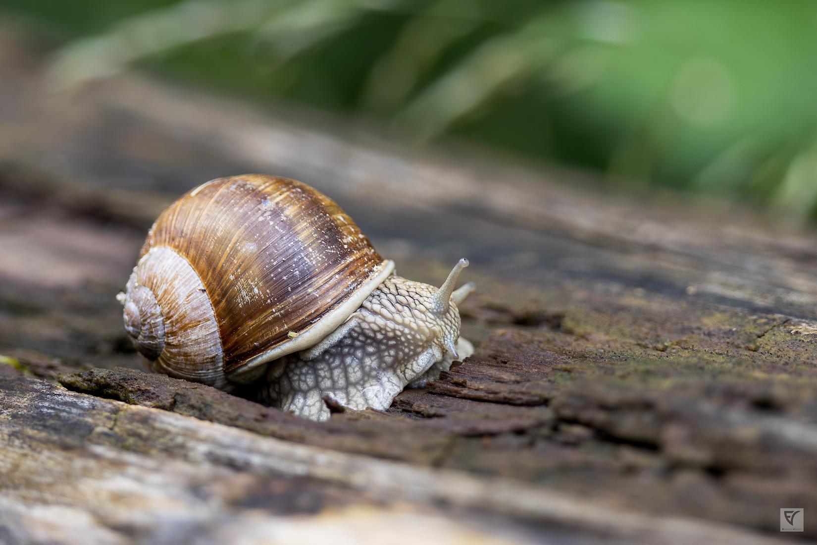 escargot de Bourgogne