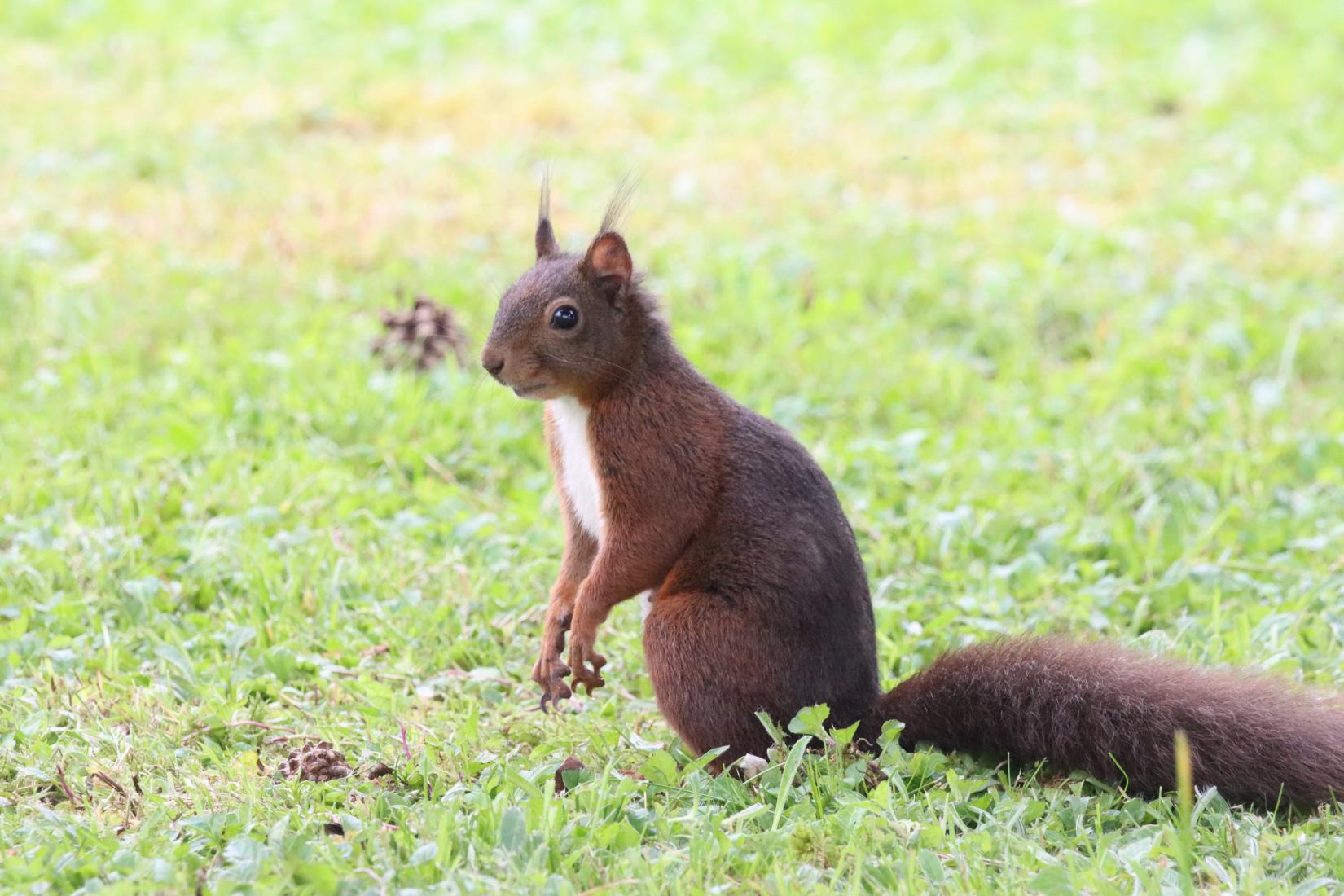 Eichhörnchen