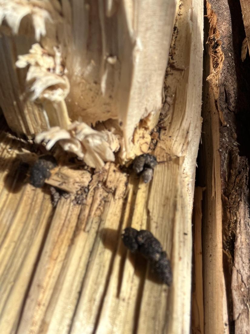 Kot eines Tieres in Holzbeige gefunden