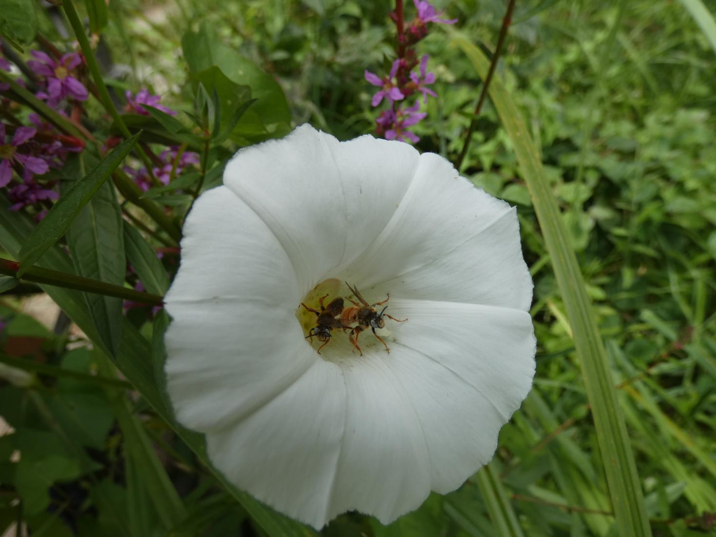 Epeoloides coecutiens