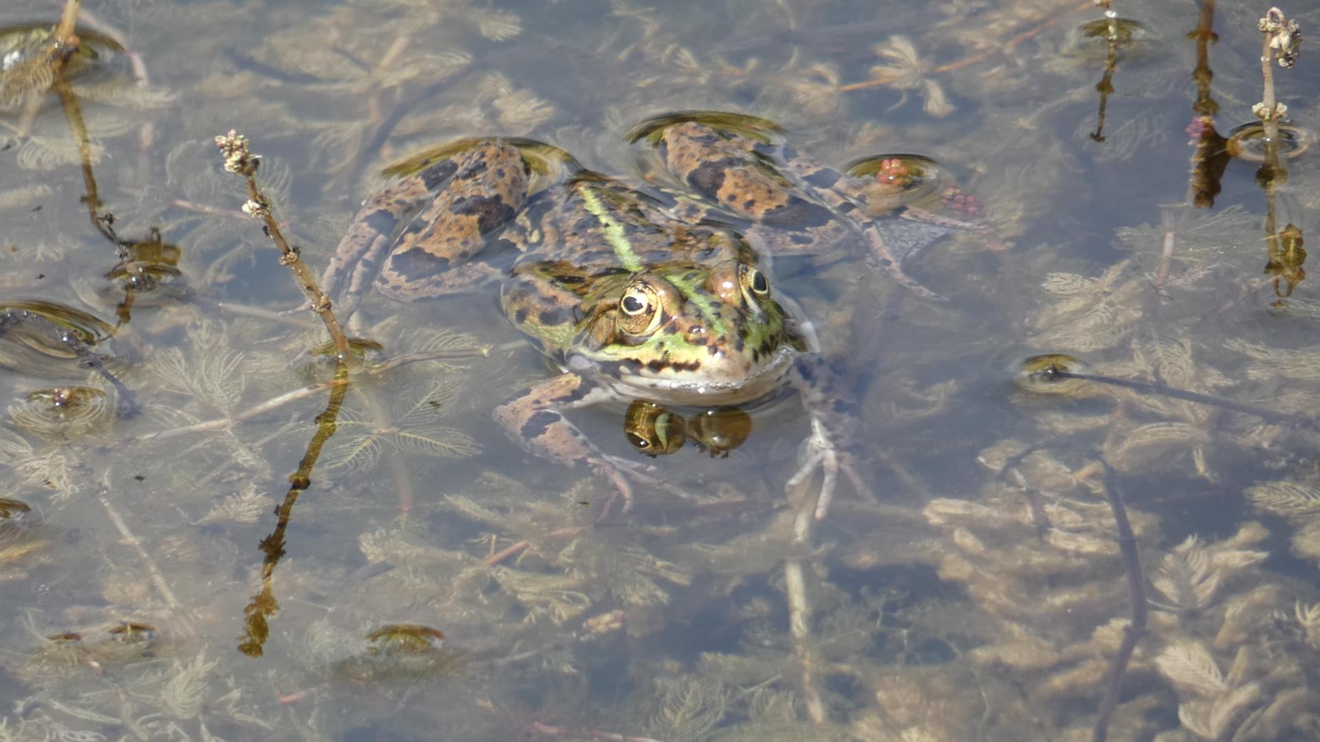 Wasserfrosch