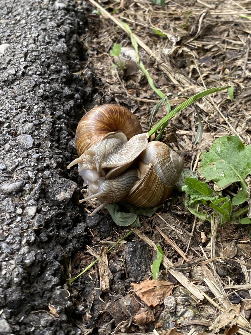 Weinbergschnecke