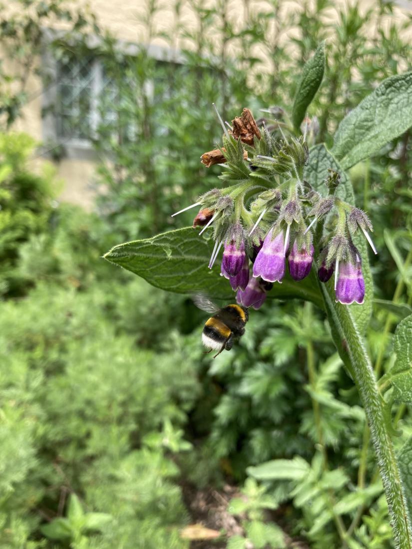 Wiesenhummel