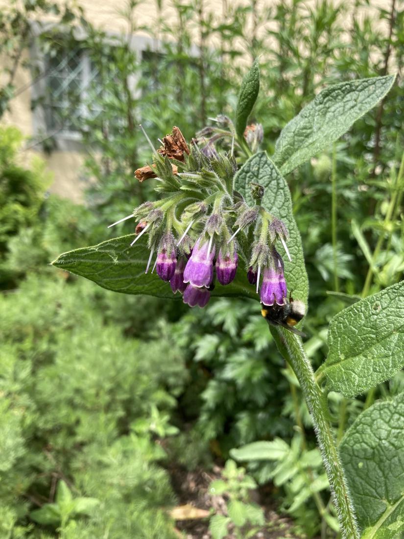 Wiesenhummel