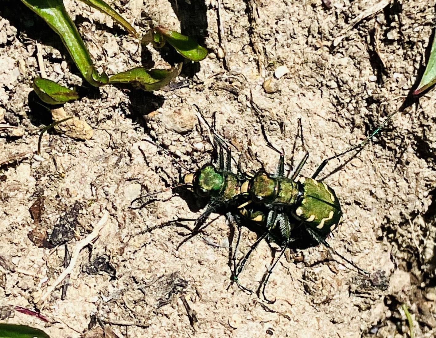 Gallischer Sandlaufkäfer, Cicindela gallica