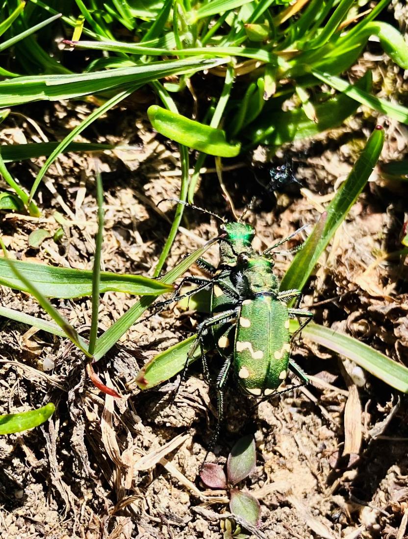 Gallischer Sandlaufkäfer, Cicindela gallica