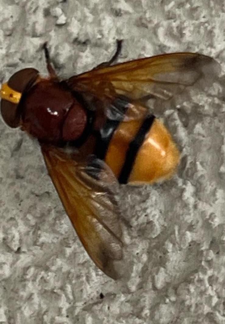 Hornissenschwebfliege, Volucella zonaria