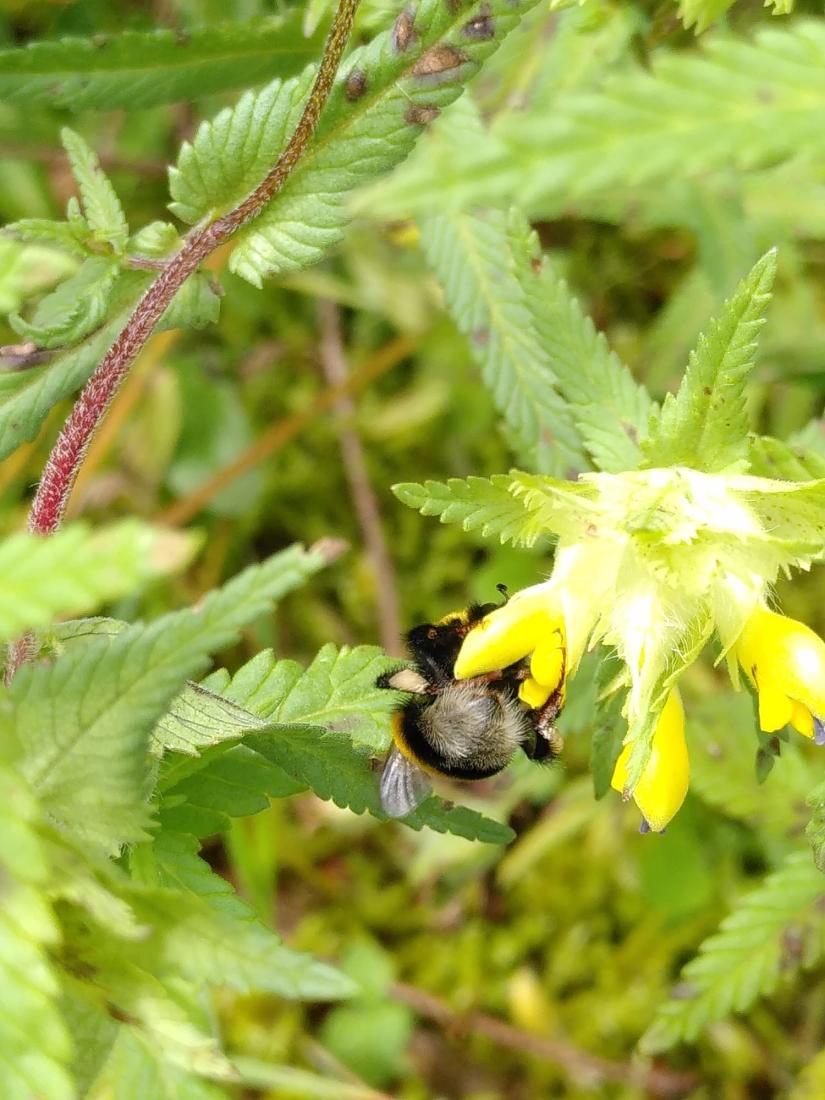 Dunkle Erdhummel 