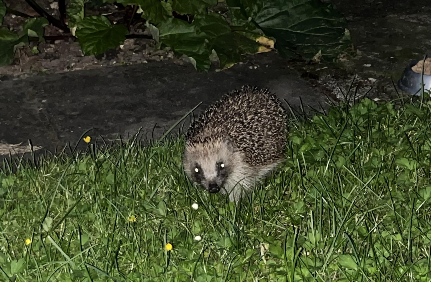 Igel